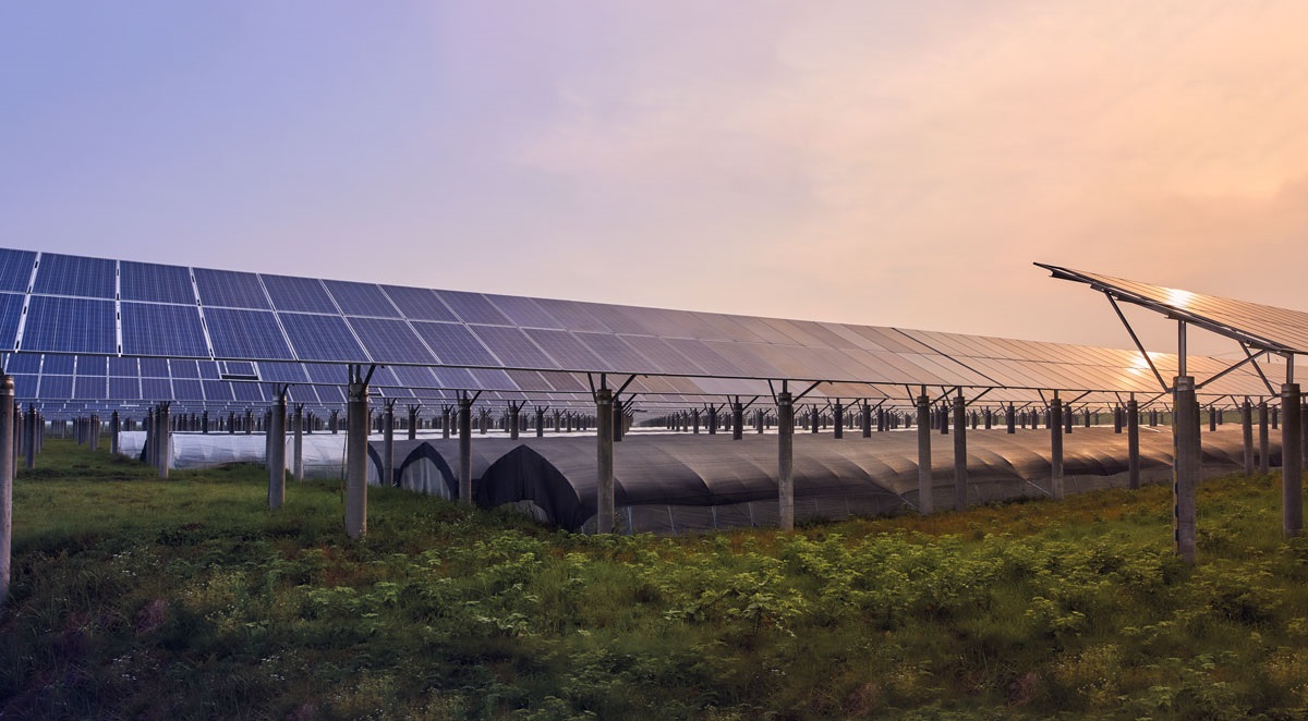 Solar Panels In field