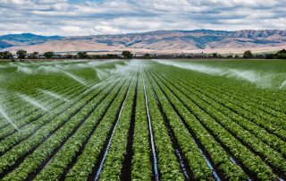 A field irrigation sprinkler system waters rows of lettuce crops