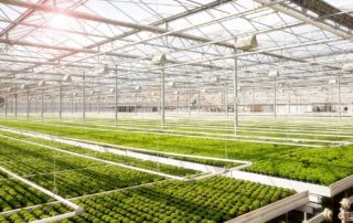 Exterior view of greenhouse with thermal heat curtains