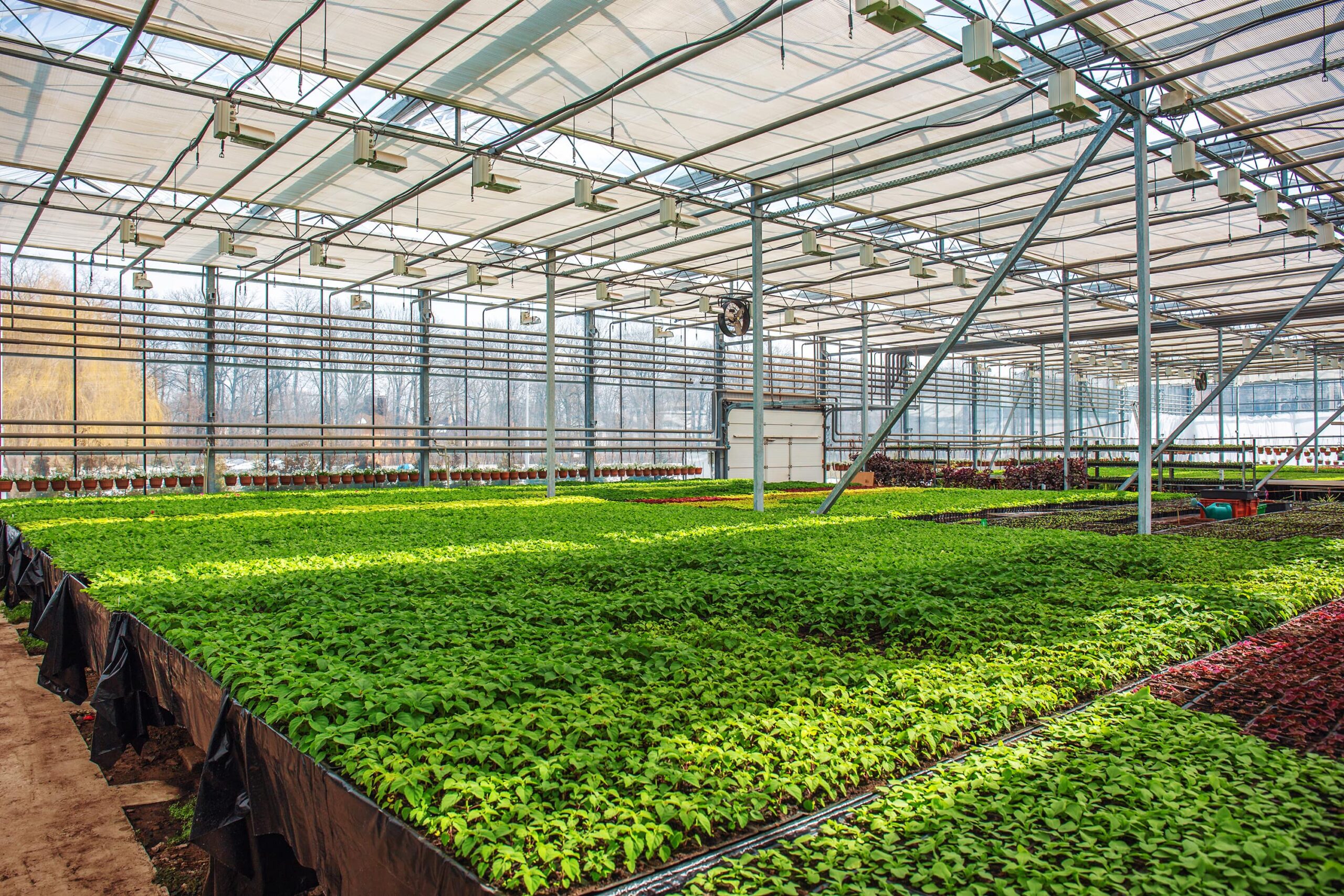 AdobeStock_226596366-min Inside of greenhouse building