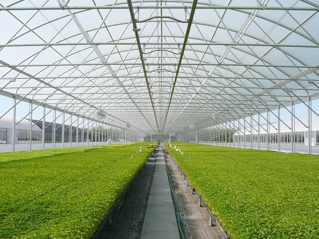 Greenhouse (1)